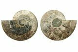 Cut & Polished, Agatized Ammonite Fossil - Madagascar #233766-1
